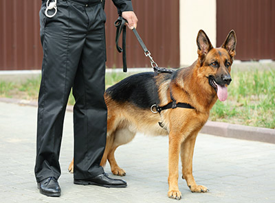 MN Supreme Court Rules Drug-sniffing Dog Outside an Apartment Not a Search